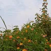 zrz_18