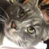 meow.bamba