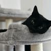 athenathelittleblackcat