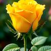 gulcan.10