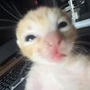 tofy_70