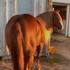 Luis