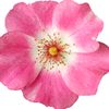 lilithrov