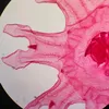 menolibio