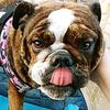 littlegypsyrose
