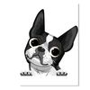 simonelbostonterrier