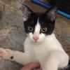 amber_and_oreo