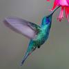 hummingbird_wings64