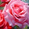 ..........nmnm1..samar