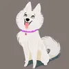 samoyed_ameli