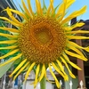 _me_sunflower