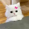 khanhlinh170127