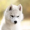 keepershowsiberianhusky