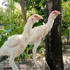 chicken_white27