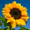 sunflowergirl2310