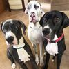 threegreatdanes