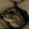 gamercat000