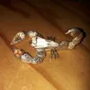 dantecocciolo1