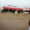 aljawz1
