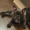 elvisblue.frenchie