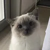 congchuasunrang_tvt