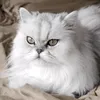 moshtaq_79