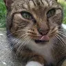 teh_gerbil