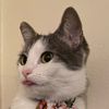 stinkywombat1