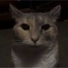gato_loco9