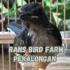 rans_bird_farm