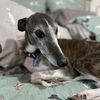 cricketthewhippet