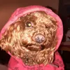 barnythedog2