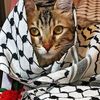 krimo stubborn 🇩🇿🫡🇵🇸