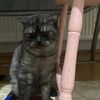 ayse.gul4434