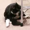 thefightingsnail