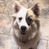 icelandic_arlo