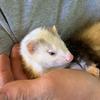 Lisa the ferret