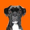 A boxer named Rocky