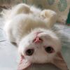 milo__momo