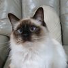 st.frances._ragdoll_cat