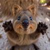 quokka24.3