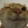 dogiobreado