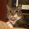 sydney_gumbo