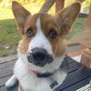 henrythebestgoodcorgi