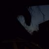 whocornellius_