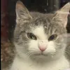 allixokitty