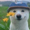 muangegg
