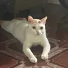 hutieumeo
