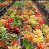 RT NURSERY