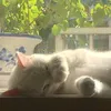 _ummi271